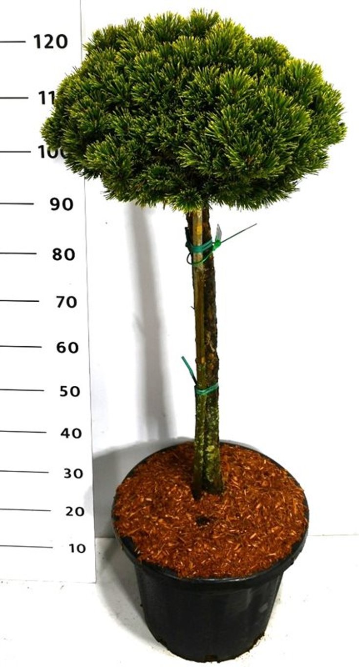 Pinus mugo 'Sherwood Compact' - 80 CM Stem C30